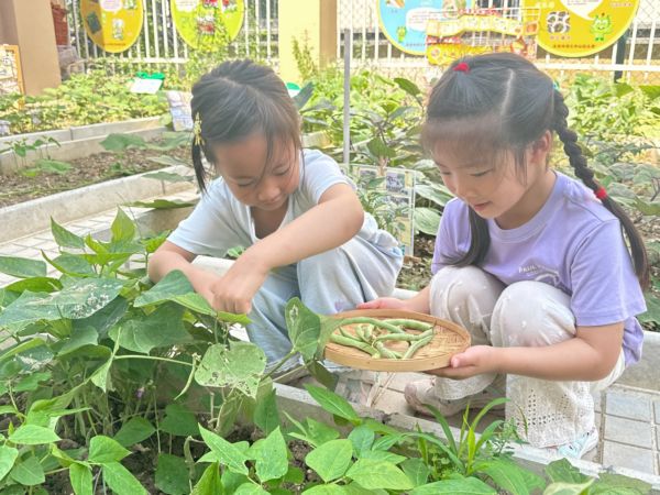 洛社中心幼儿园：开心农场欢…